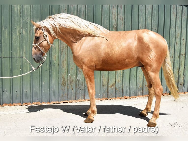 Andaluso Castrone 2 Anni 154 cm Grigio in Provinz Malaga