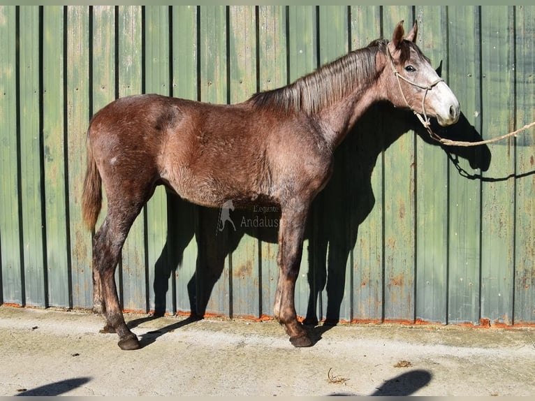 Andaluso Castrone 2 Anni 154 cm Grigio in Provinz Malaga