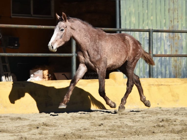 Andaluso Castrone 2 Anni 154 cm Grigio in Provinz Malaga