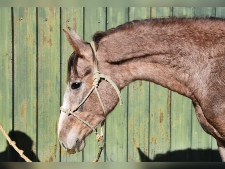 Andaluso Castrone 2 Anni 154 cm Grigio in Provinz Malaga