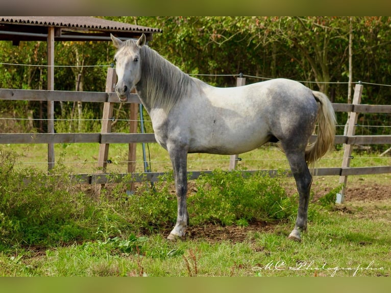 Andaluso Castrone 2 Anni 156 cm Grigio in Polenz