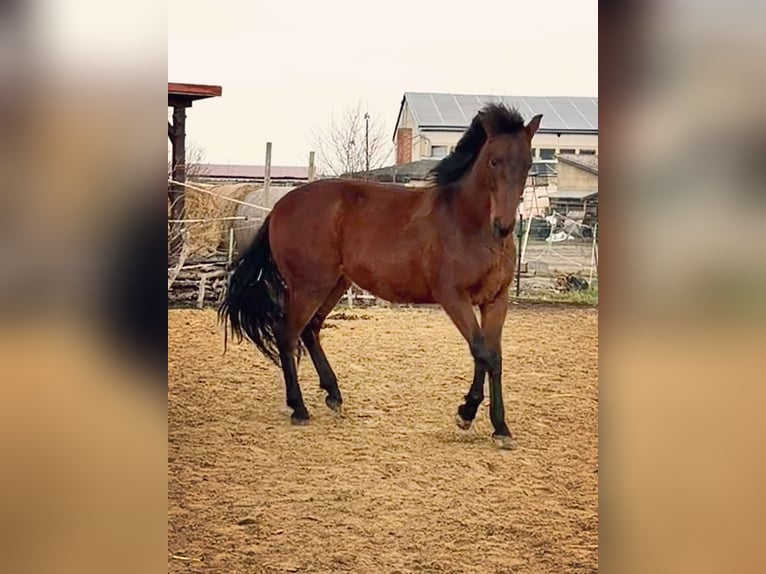 Andaluso Castrone 2 Anni 160 cm Baio in Ballenstedt