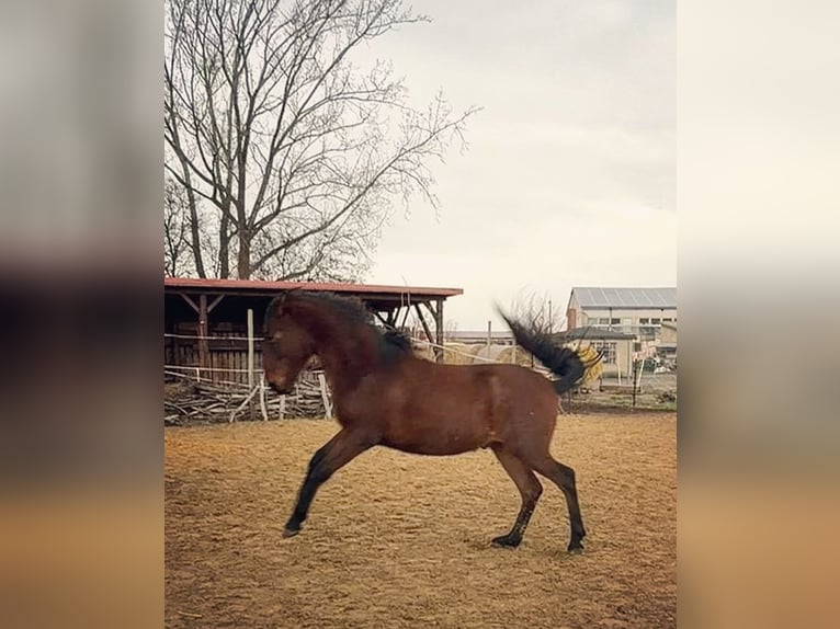 Andaluso Castrone 2 Anni 160 cm Baio in Ballenstedt