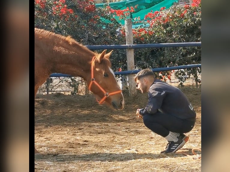 Andaluso Castrone 2 Anni 162 cm Sauro in Adra Almeria