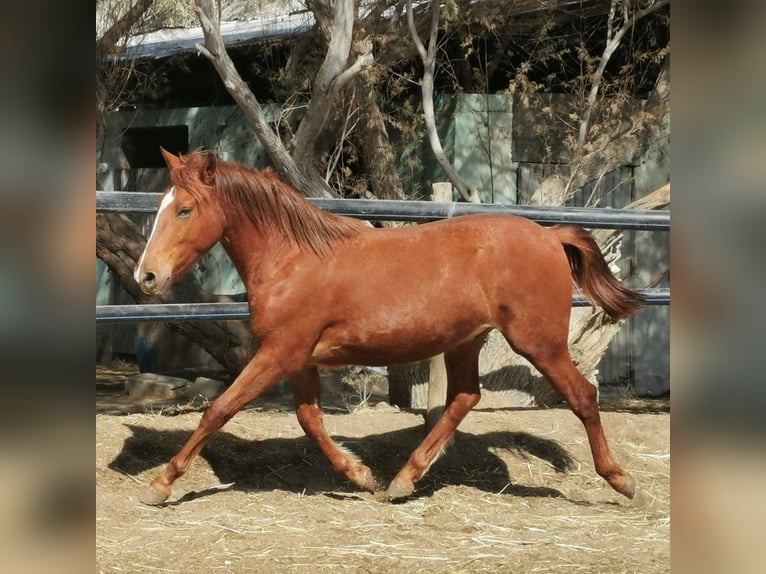 Andaluso Castrone 2 Anni 162 cm Sauro in Adra Almeria