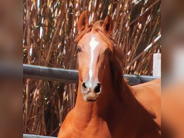 Andaluso Castrone 2 Anni 162 cm Sauro in Adra Almeria