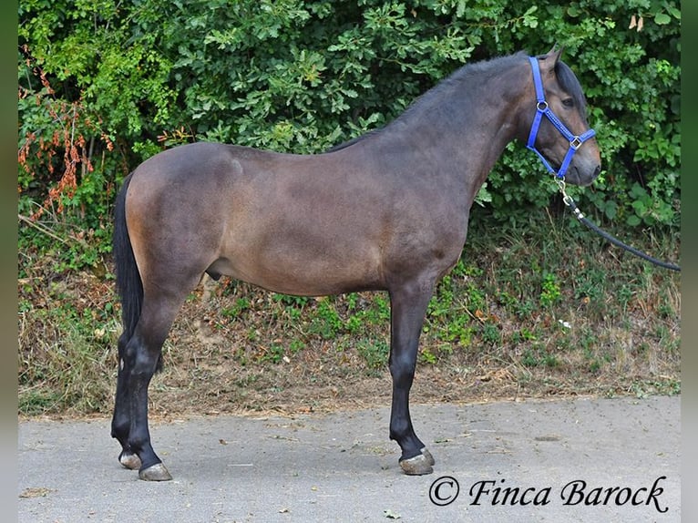 Andaluso Castrone 3 Anni 148 cm Baio nero in Wiebelsheim