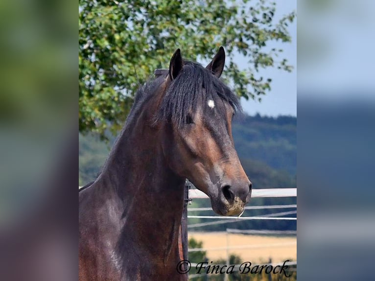 Andaluso Castrone 3 Anni 148 cm Baio nero in Wiebelsheim