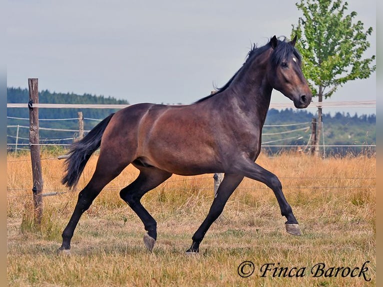Andaluso Castrone 3 Anni 148 cm Baio nero in Wiebelsheim