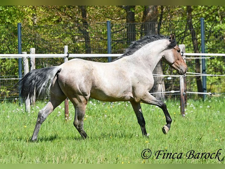 Andaluso Castrone 3 Anni 148 cm Baio roano in Wiebelsheim