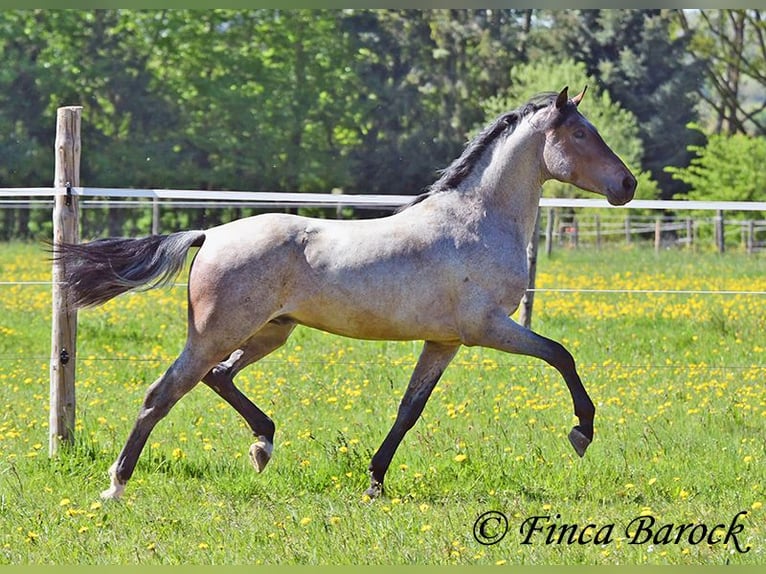Andaluso Castrone 3 Anni 148 cm Baio roano in Wiebelsheim