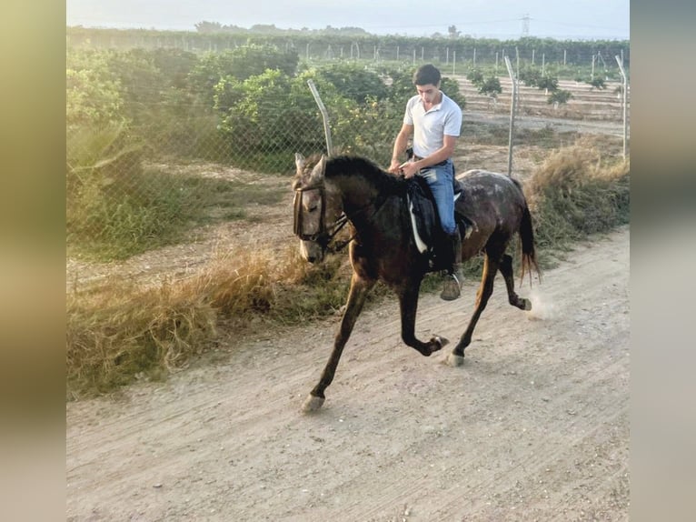 Andaluso Castrone 3 Anni 150 cm Falbo baio in Sevilla