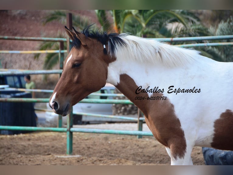 Andaluso Castrone 3 Anni 151 cm Pezzato in Vejer de la Frontera