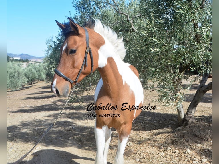 Andaluso Castrone 3 Anni 151 cm Pezzato in Vejer de la Frontera