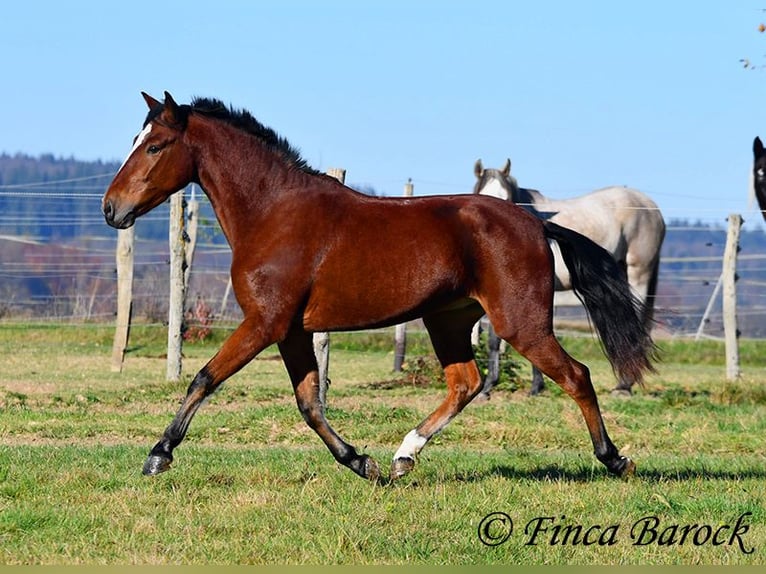 Andaluso Castrone 3 Anni 152 cm Baio in Wiebelsheim