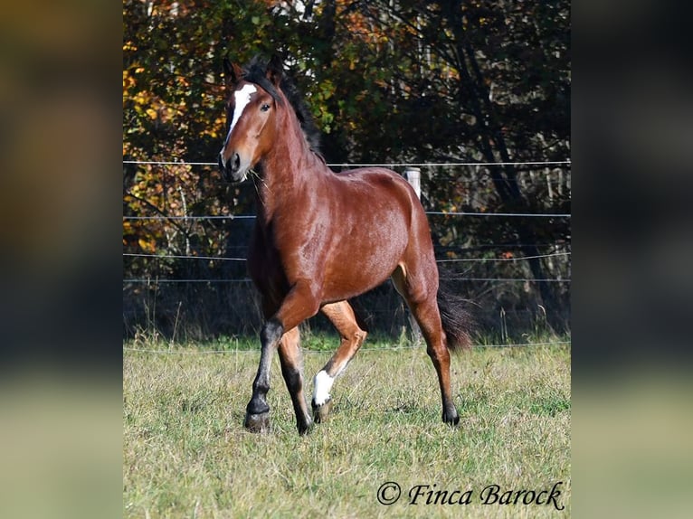 Andaluso Castrone 3 Anni 152 cm Baio in Wiebelsheim