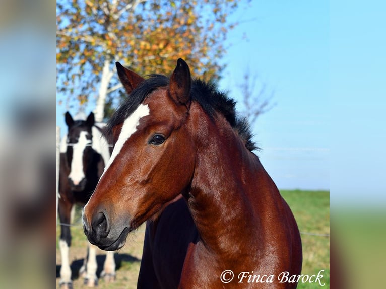 Andaluso Castrone 3 Anni 152 cm Baio in Wiebelsheim