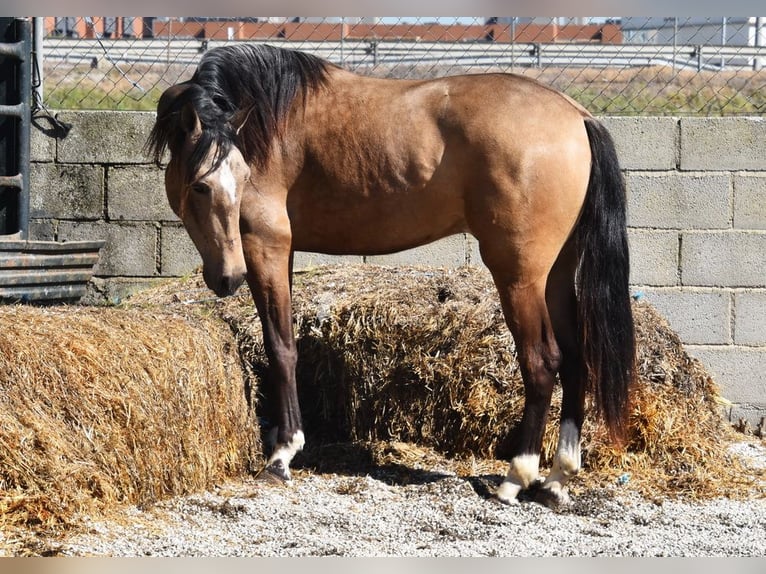 Andaluso Castrone 3 Anni 152 cm Falbo in Provinz Granada