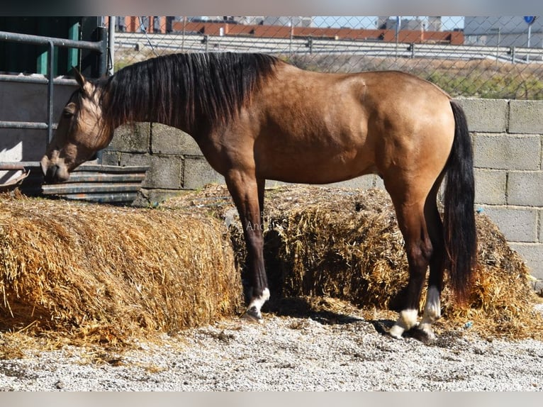 Andaluso Castrone 3 Anni 152 cm Falbo in Provinz Granada
