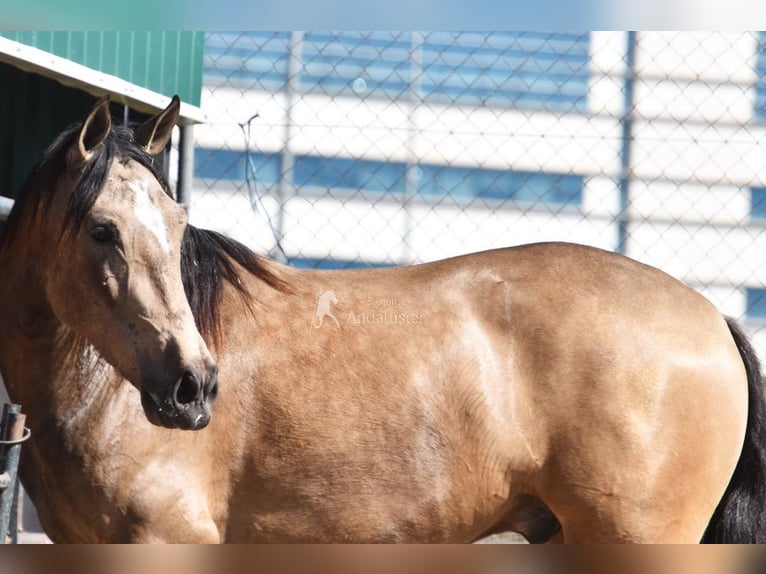 Andaluso Castrone 3 Anni 152 cm Falbo in Provinz Granada