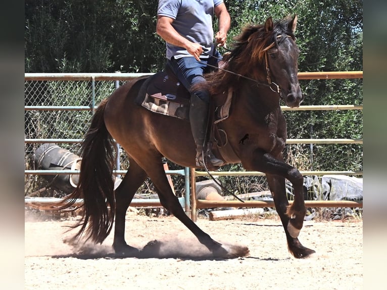 Andaluso Castrone 3 Anni 152 cm Morello in Mallorca