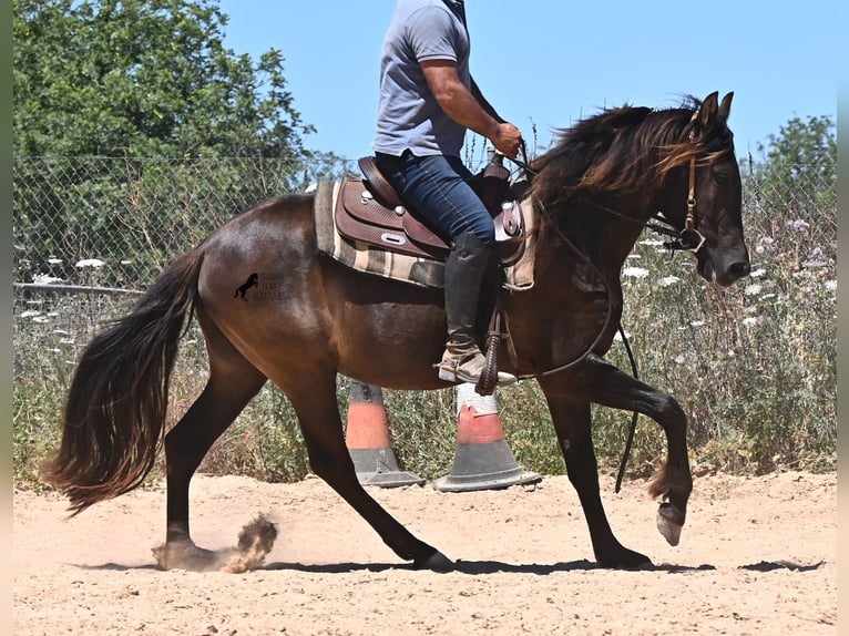 Andaluso Castrone 3 Anni 152 cm Morello in Mallorca
