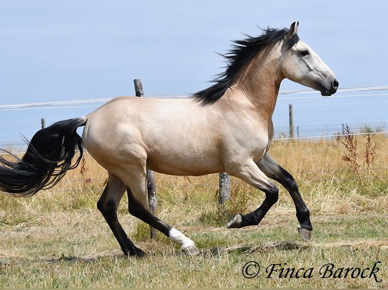 Andaluso Castrone 3 Anni 152 cm Pelle di daino in Wiebelsheim