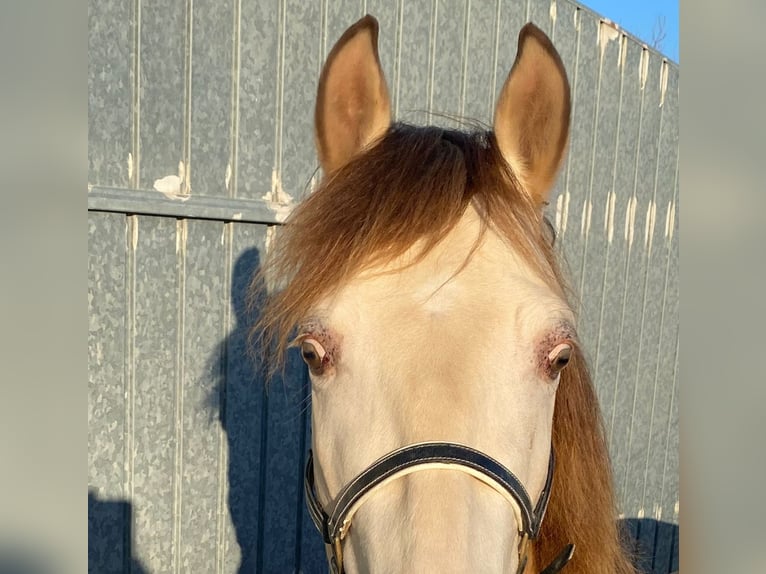 Andaluso Castrone 3 Anni 153 cm Champagne in Jerez