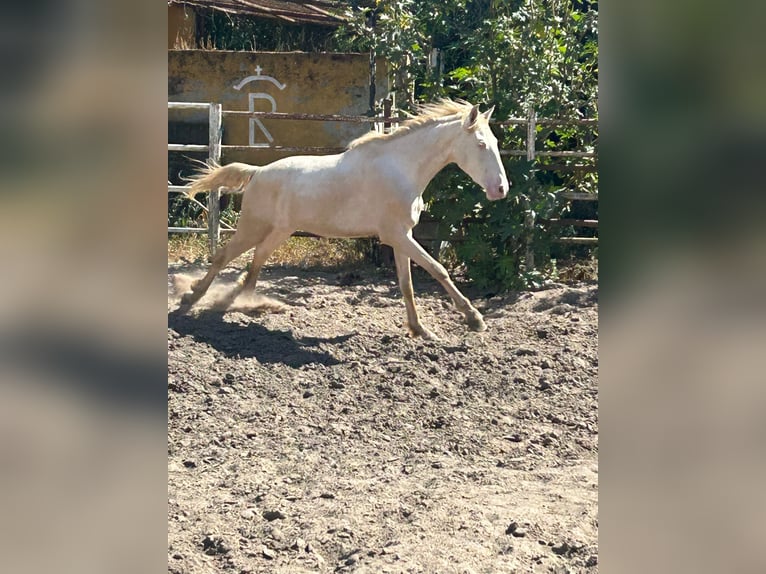 Andaluso Castrone 3 Anni 153 cm Cremello in Vejer de la Frontera
