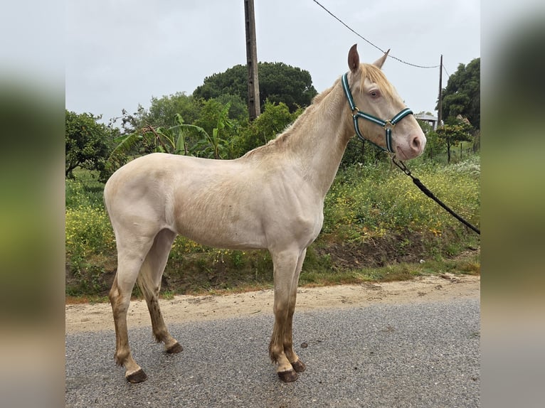 Andaluso Castrone 3 Anni 153 cm Cremello in Vejer de la Frontera