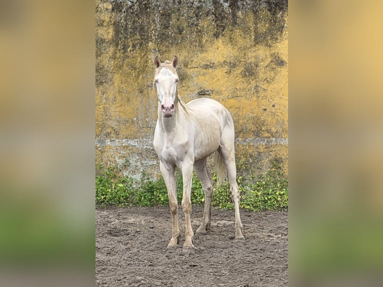 Andaluso Castrone 3 Anni 153 cm Cremello in Vejer de la Frontera