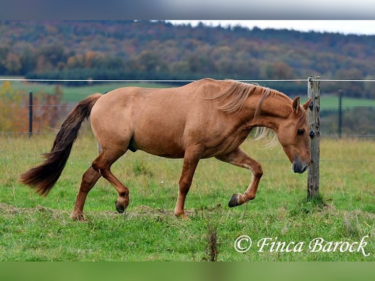 Andaluso Castrone 3 Anni 154 cm Sauro in Wiebelsheim