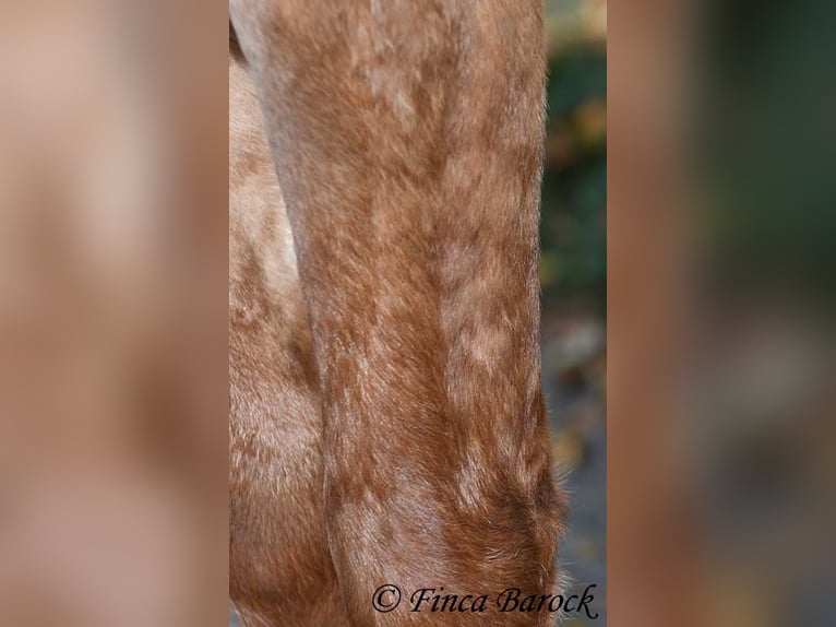 Andaluso Castrone 3 Anni 154 cm Sauro in Wiebelsheim