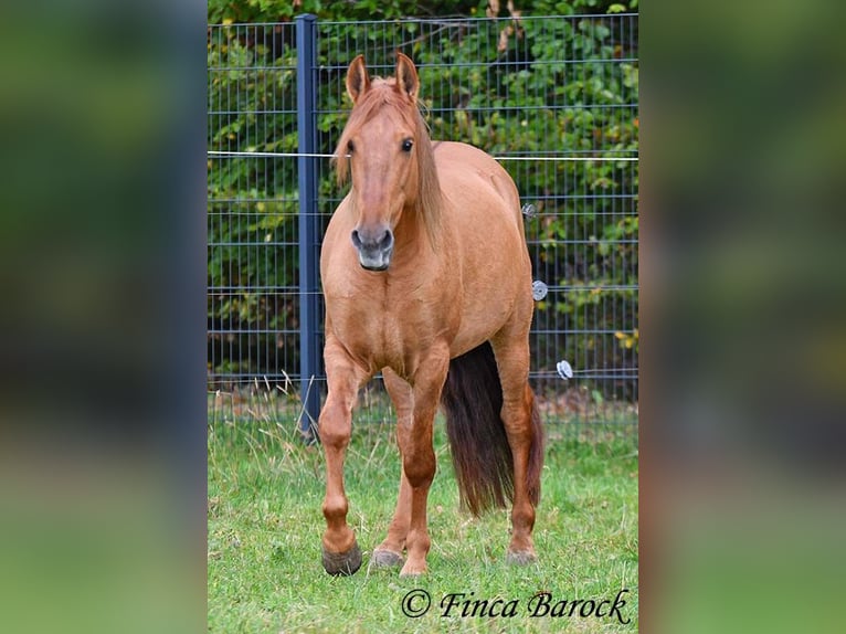 Andaluso Castrone 3 Anni 154 cm Sauro in Wiebelsheim