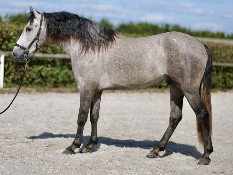 Andaluso Castrone 3 Anni 155 cm Grigio in Neustadt (Wied)