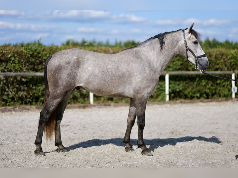 Andaluso Castrone 3 Anni 155 cm Grigio in Neustadt (Wied)