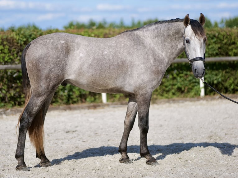 Andaluso Castrone 3 Anni 155 cm Grigio in Neustadt (Wied)