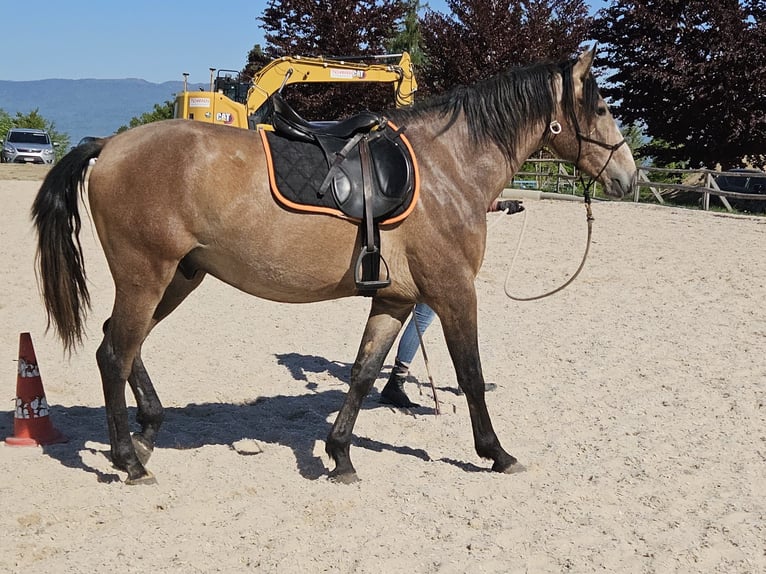 Andaluso Mix Castrone 3 Anni 156 cm Falbo baio in Detligen