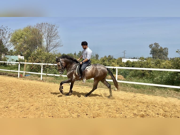 Andaluso Mix Castrone 3 Anni 156 cm Grigio in Galaroza (Huelva)