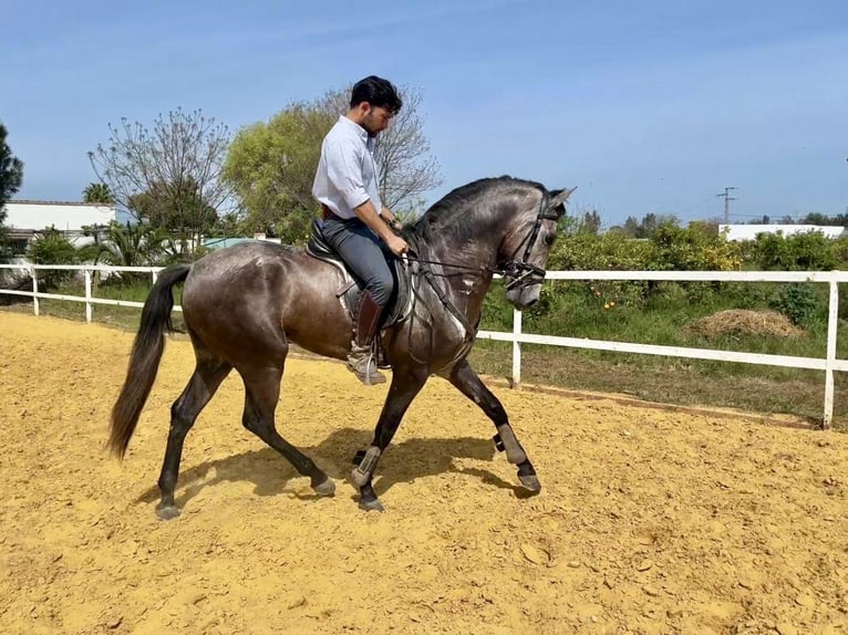 Andaluso Mix Castrone 3 Anni 156 cm Grigio in Galaroza (Huelva)