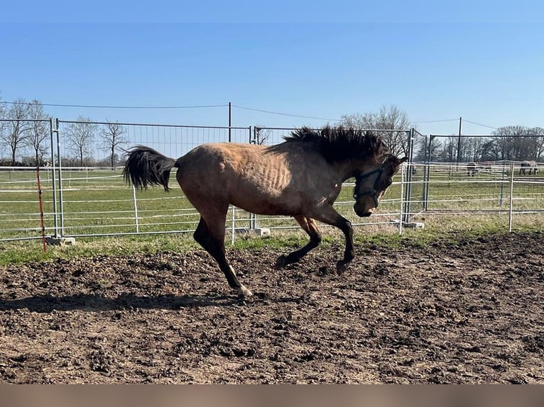 Andaluso Castrone 3 Anni 156 cm Pelle di daino in Teldau