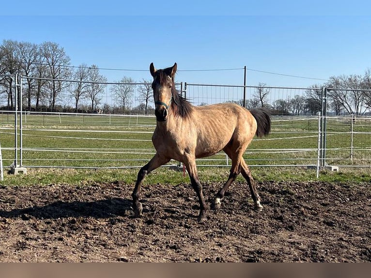 Andaluso Castrone 3 Anni 156 cm Pelle di daino in Teldau