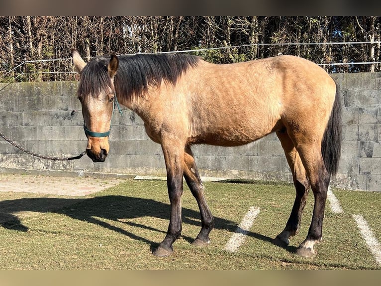 Andaluso Castrone 3 Anni 156 cm Pelle di daino in Teldau