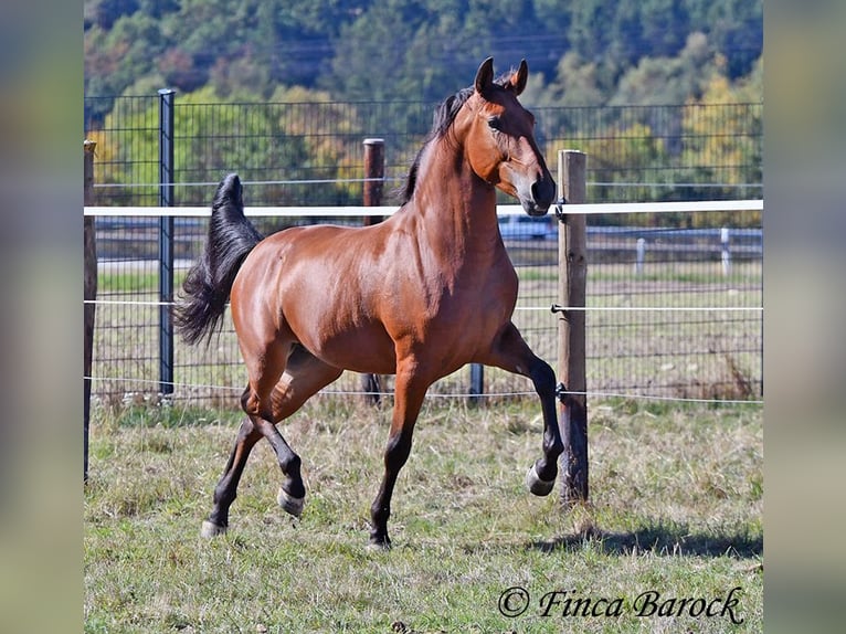 Andaluso Castrone 3 Anni 157 cm Baio in Wiebelseheim