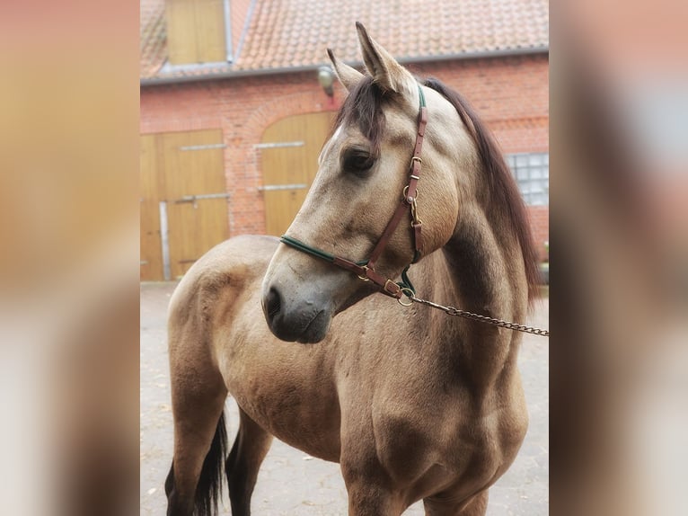 Andaluso Castrone 3 Anni 157 cm Pelle di daino in B&#xF6;tersen