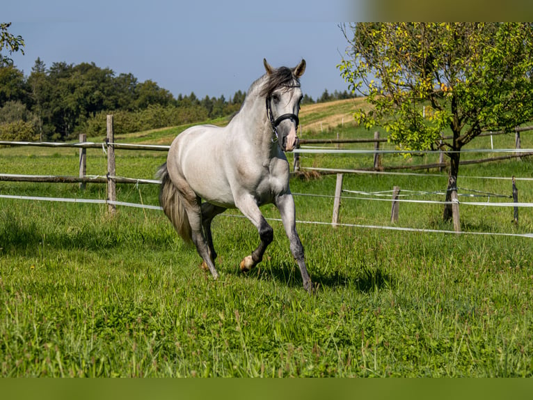 Andaluso Castrone 3 Anni 157 cm Pezzato in Aeugst am Albis