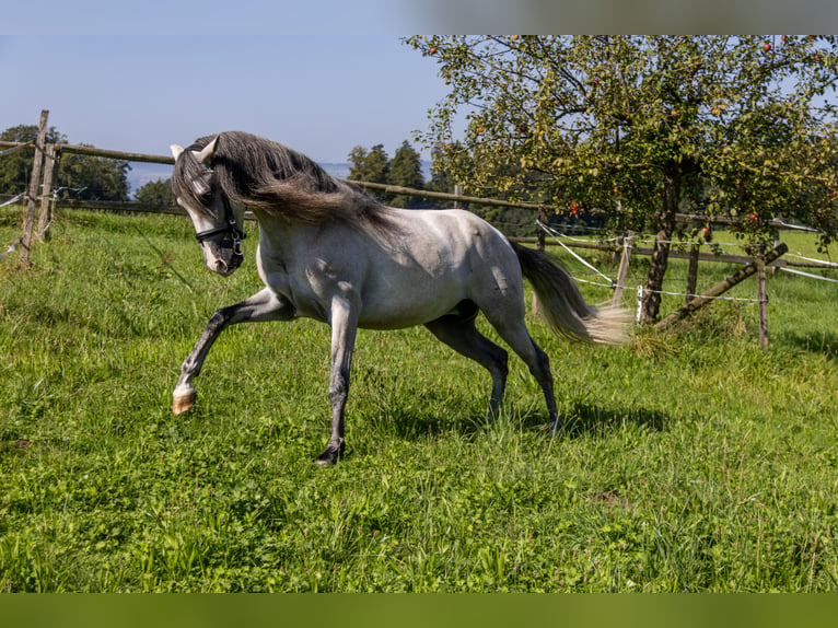 Andaluso Castrone 3 Anni 157 cm Pezzato in Aeugst am Albis