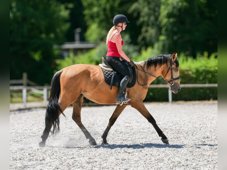 Andaluso Castrone 3 Anni 158 cm Falbo in Neustadt (Wied)