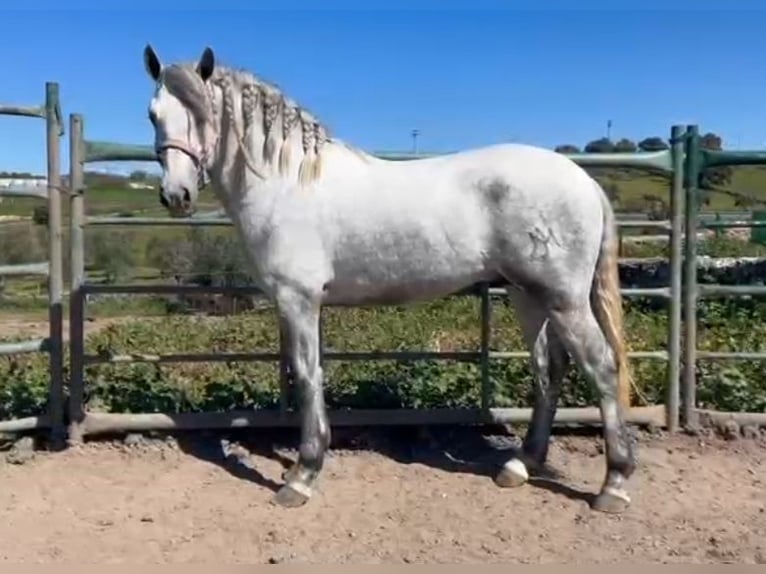 Andaluso Castrone 3 Anni 161 cm Grigio pezzato in Barcarrota