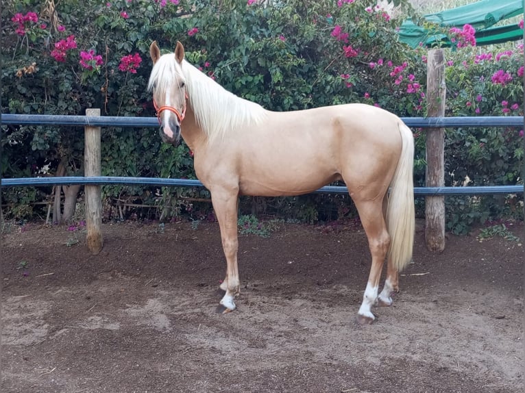 Andaluso Castrone 3 Anni 162 cm Palomino in Novelda